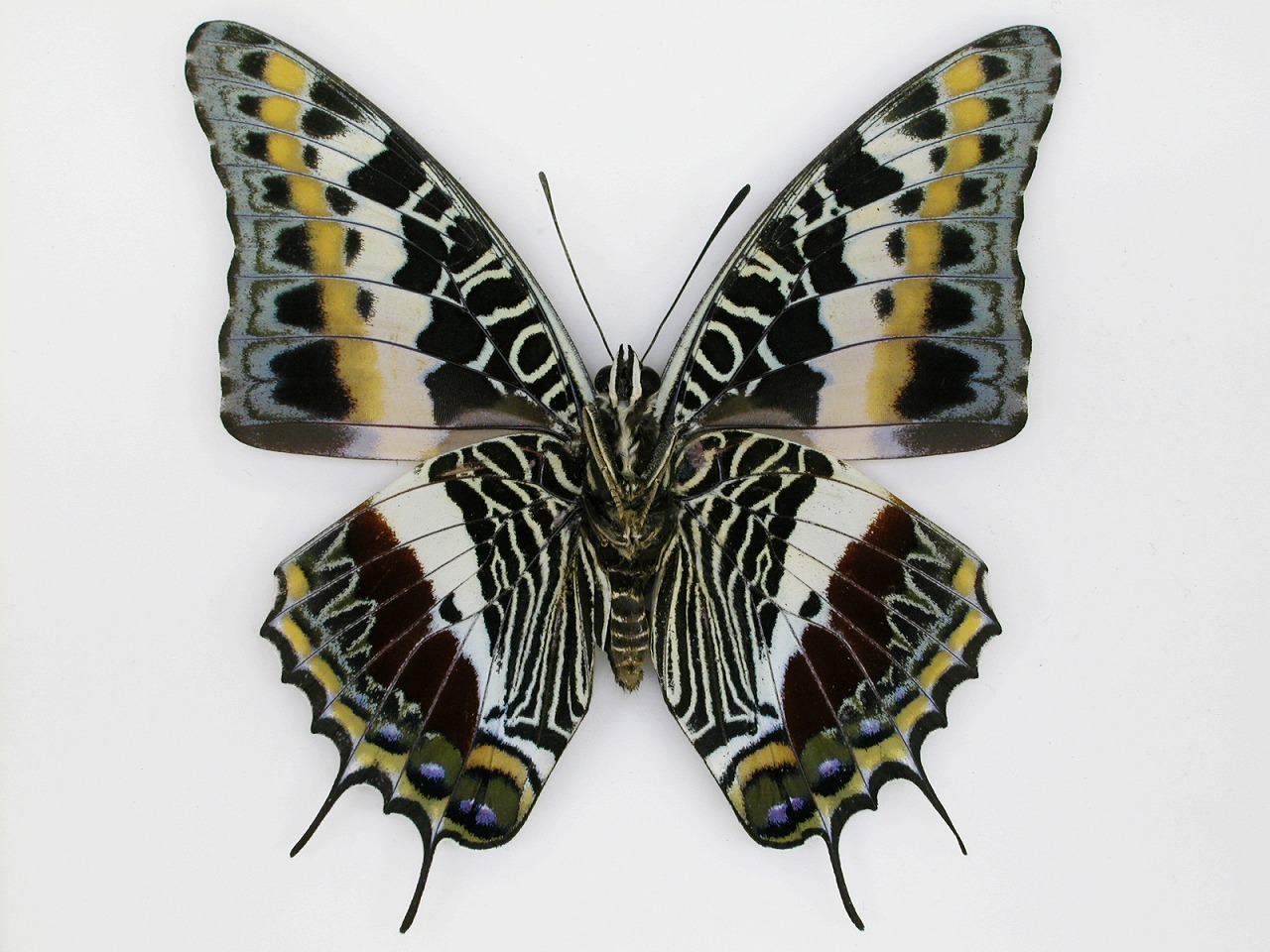 https://www.hitohaku.jp/material/l-material/butterfly-wing/4-polyura-eudamippus/af-0204.jpg
