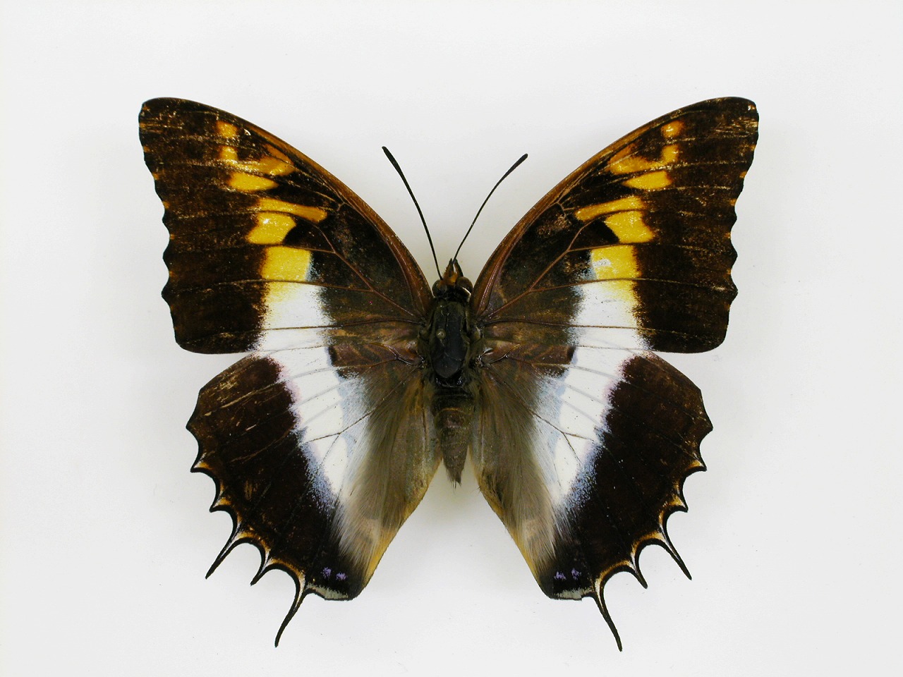 https://www.hitohaku.jp/material/l-material/butterfly-wing/4-polyura-eudamippus/af-0245.jpg