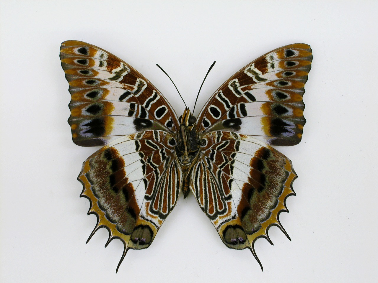 https://www.hitohaku.jp/material/l-material/butterfly-wing/4-polyura-eudamippus/af-0246.jpg
