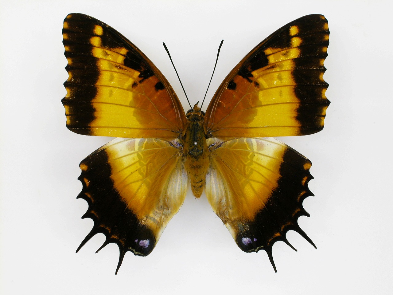 https://www.hitohaku.jp/material/l-material/butterfly-wing/4-polyura-eudamippus/af-0283.jpg