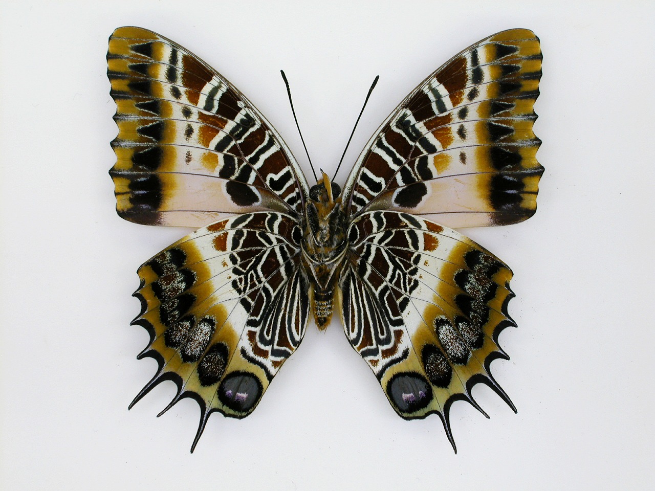 https://www.hitohaku.jp/material/l-material/butterfly-wing/4-polyura-eudamippus/af-0284.jpg