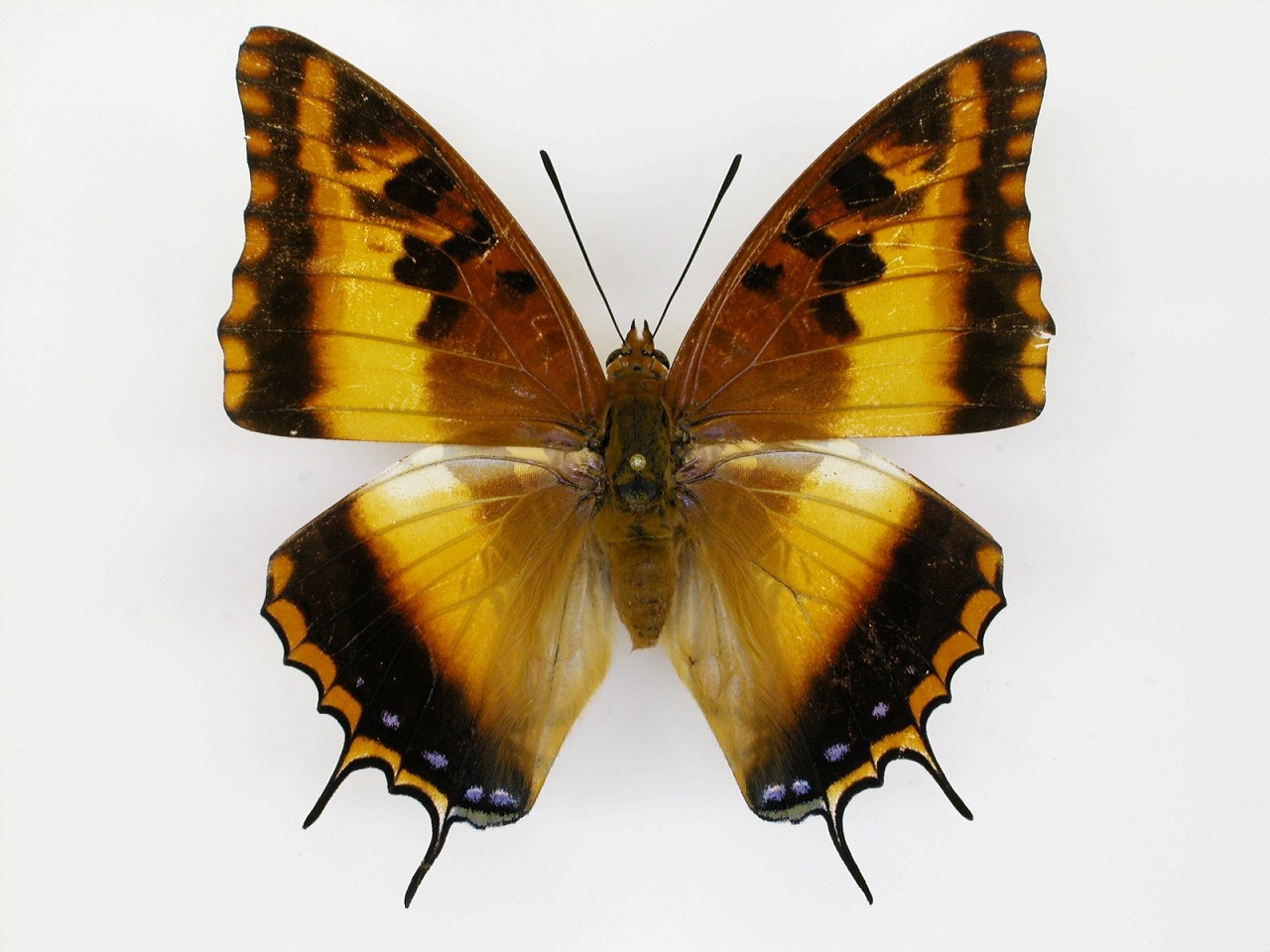 https://www.hitohaku.jp/material/l-material/butterfly-wing/4-polyura-eudamippus/af-0315.jpg