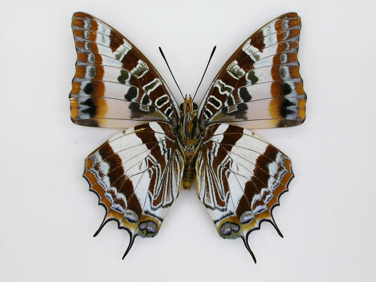 https://www.hitohaku.jp/material/l-material/butterfly-wing/4-polyura-eudamippus/af-0316.jpg