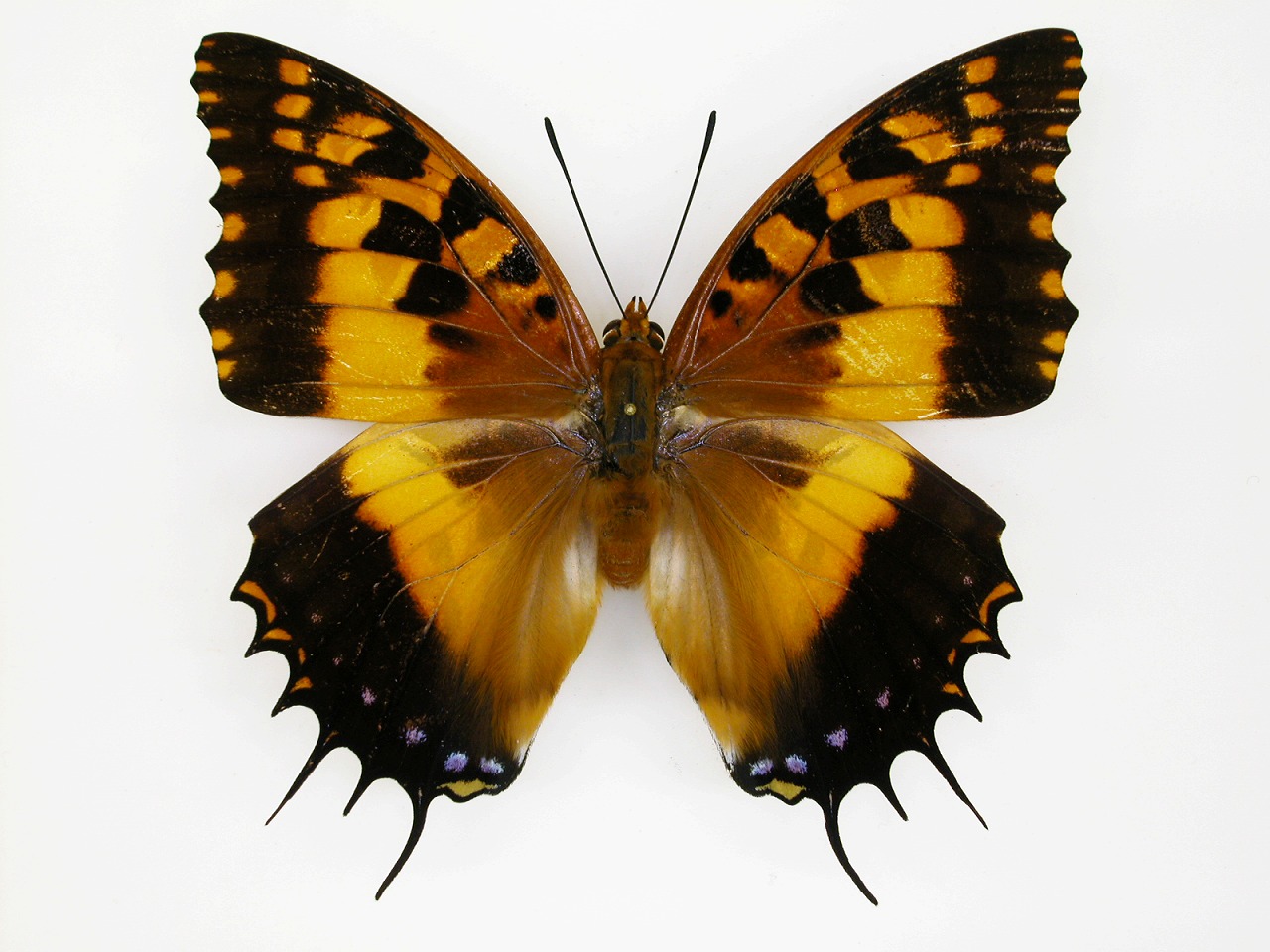 https://www.hitohaku.jp/material/l-material/butterfly-wing/4-polyura-eudamippus/af-0337.jpg