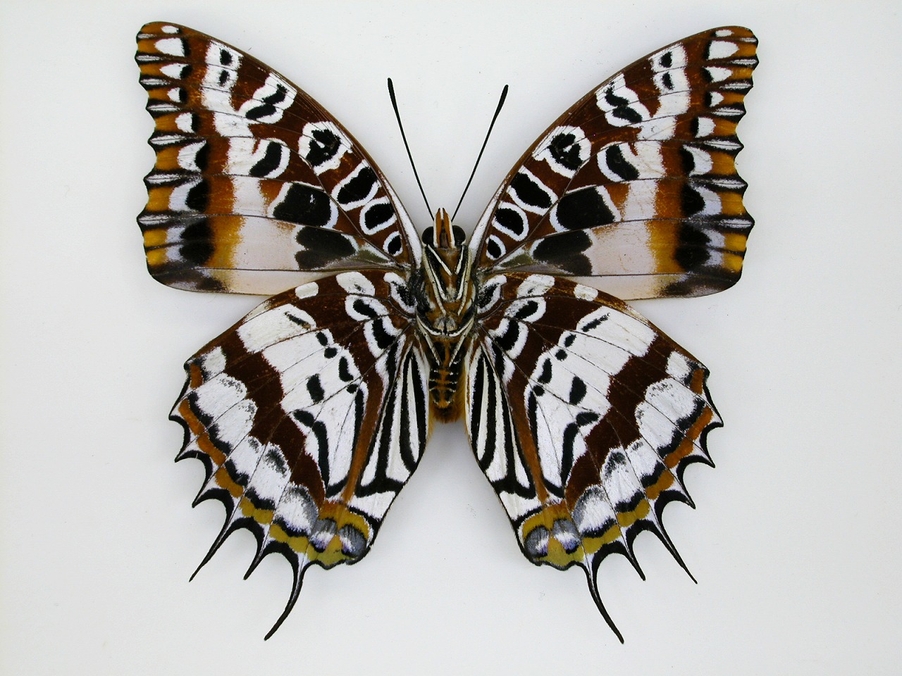 https://www.hitohaku.jp/material/l-material/butterfly-wing/4-polyura-eudamippus/af-0338.jpg