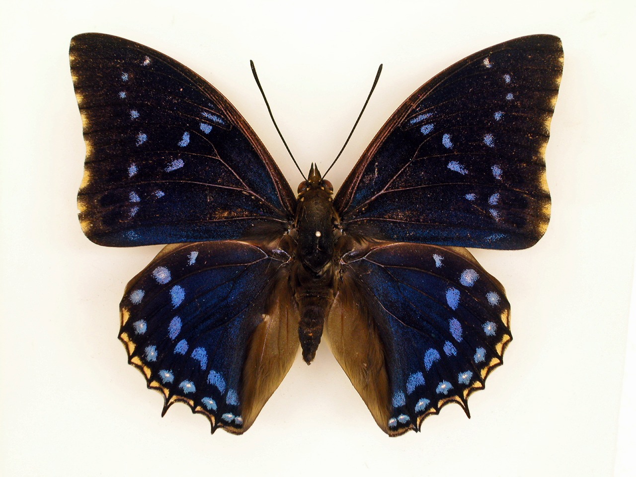 https://www.hitohaku.jp/material/l-material/butterfly-wing/4-polyura-eudamippus/af-0399.jpg