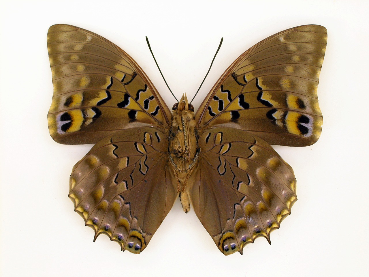 https://www.hitohaku.jp/material/l-material/butterfly-wing/4-polyura-eudamippus/af-0400.jpg