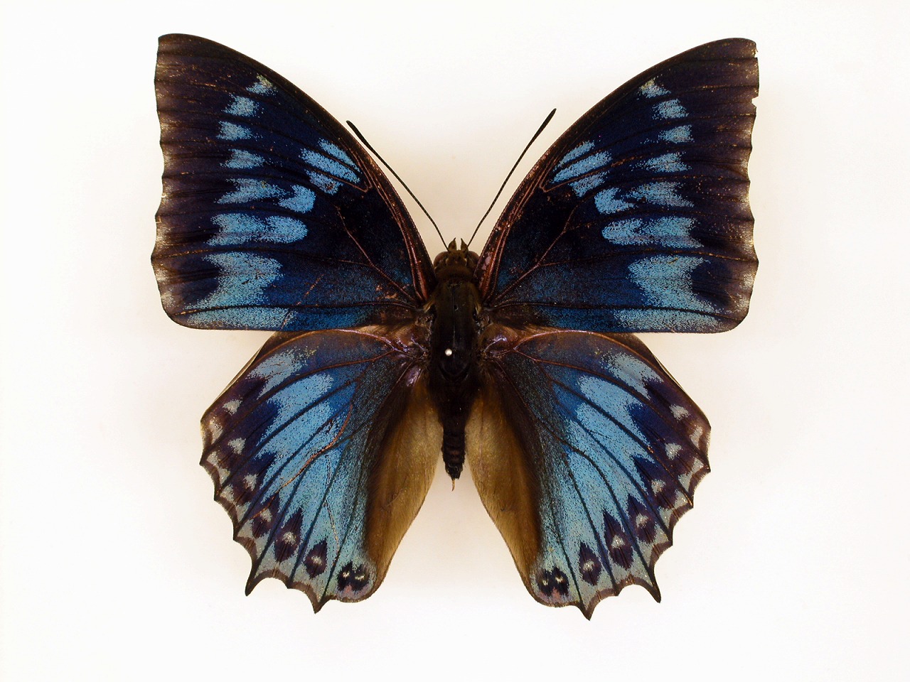 https://www.hitohaku.jp/material/l-material/butterfly-wing/4-polyura-eudamippus/af-0419.jpg