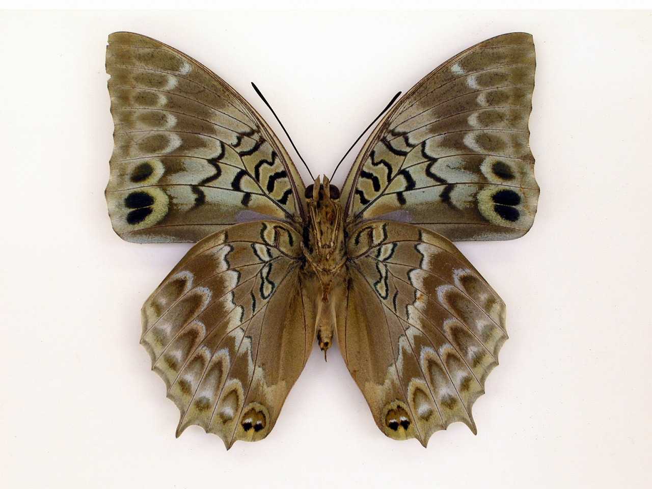 https://www.hitohaku.jp/material/l-material/butterfly-wing/4-polyura-eudamippus/af-0420.jpg