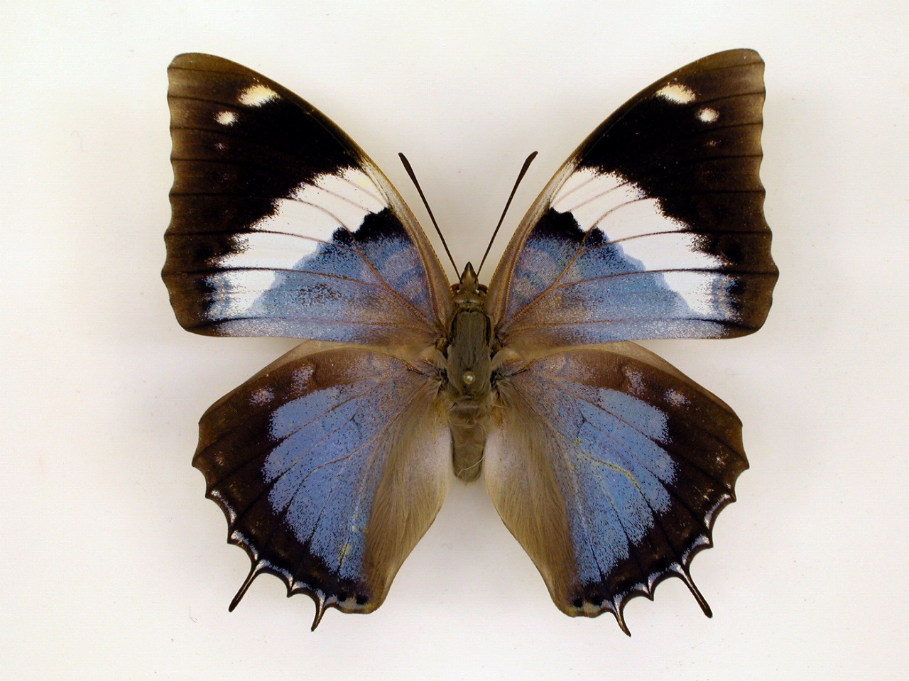 https://www.hitohaku.jp/material/l-material/butterfly-wing/4-polyura-eudamippus/af-0425.jpg