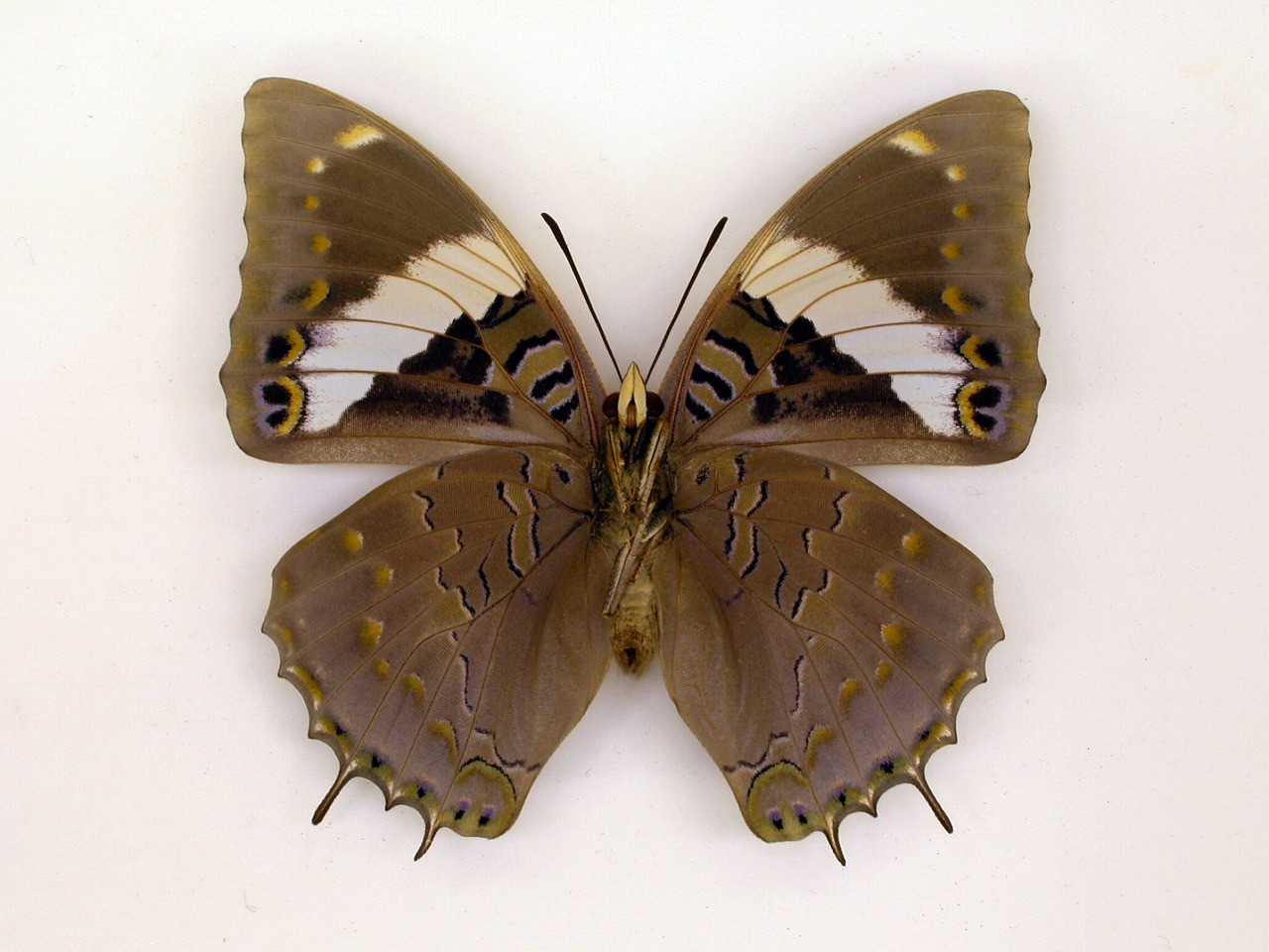 https://www.hitohaku.jp/material/l-material/butterfly-wing/4-polyura-eudamippus/af-0426.jpg