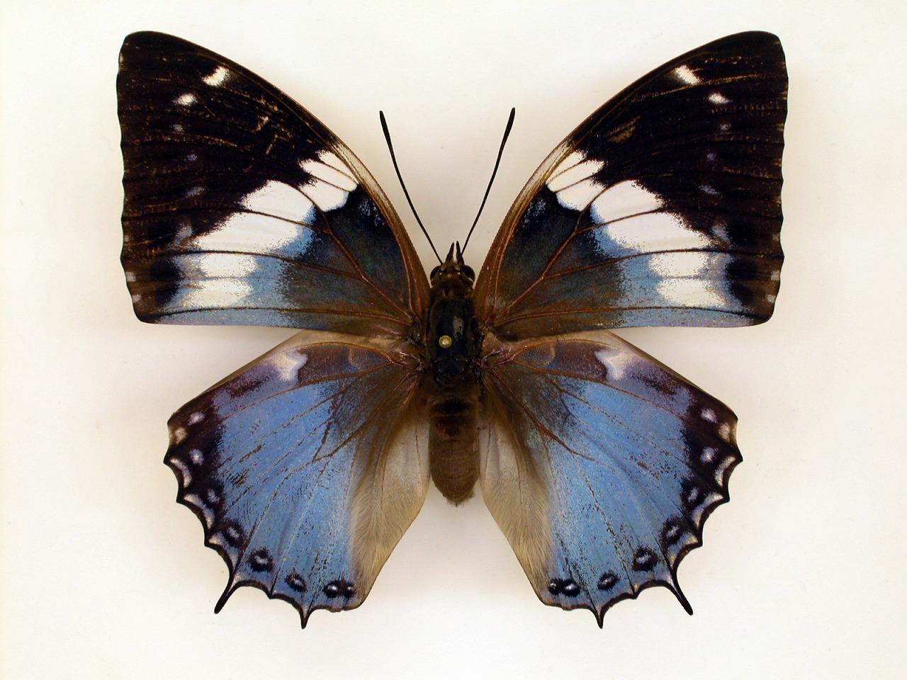 https://www.hitohaku.jp/material/l-material/butterfly-wing/4-polyura-eudamippus/af-0429.jpg