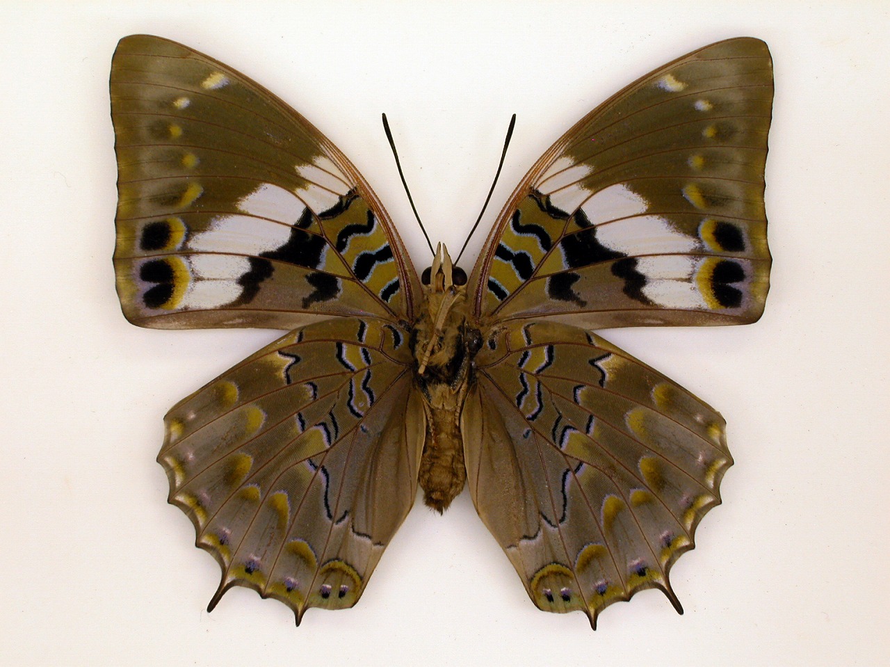 https://www.hitohaku.jp/material/l-material/butterfly-wing/4-polyura-eudamippus/af-0430.jpg