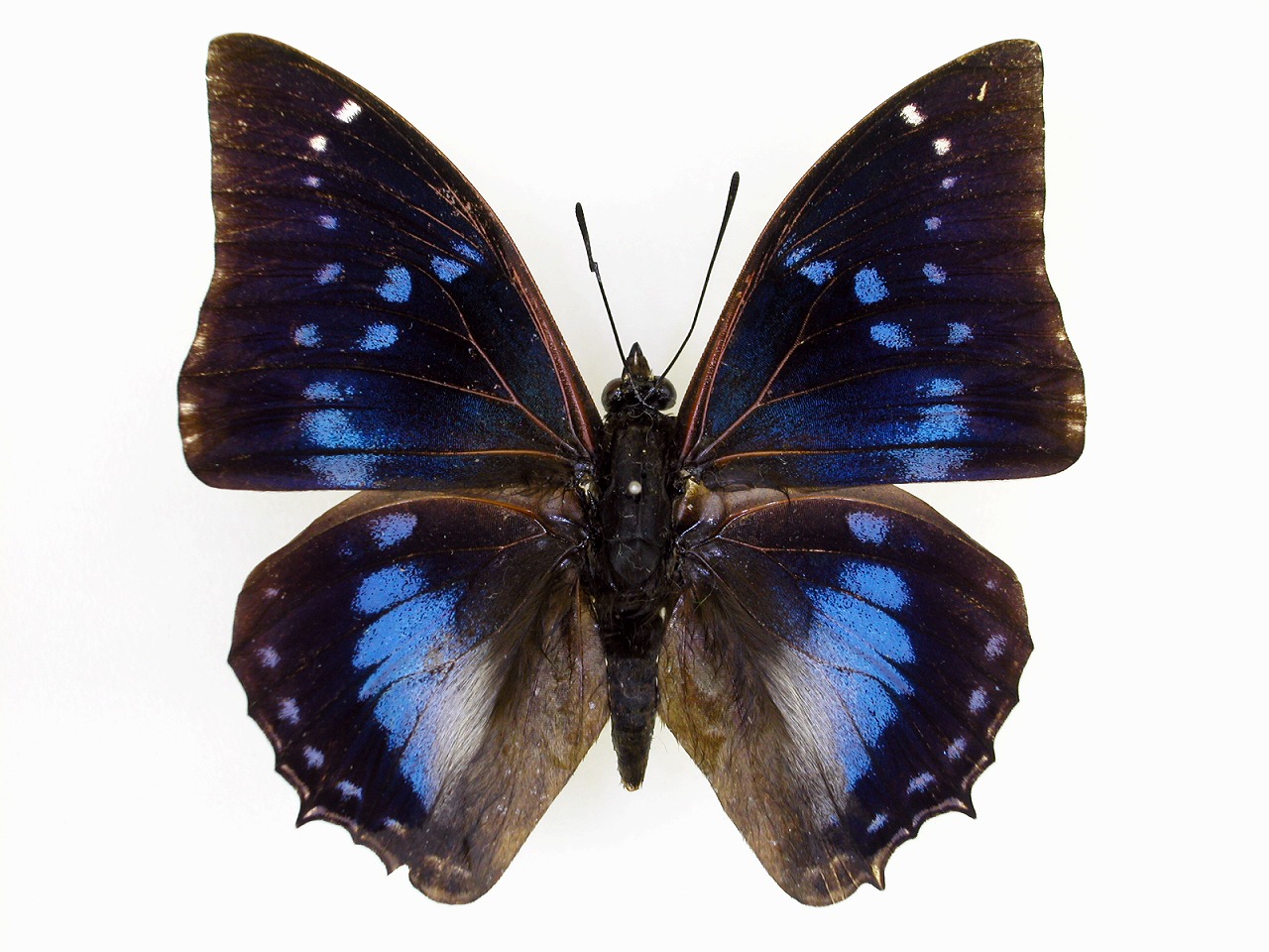 https://www.hitohaku.jp/material/l-material/butterfly-wing/4-polyura-eudamippus/af-0484-1.jpg