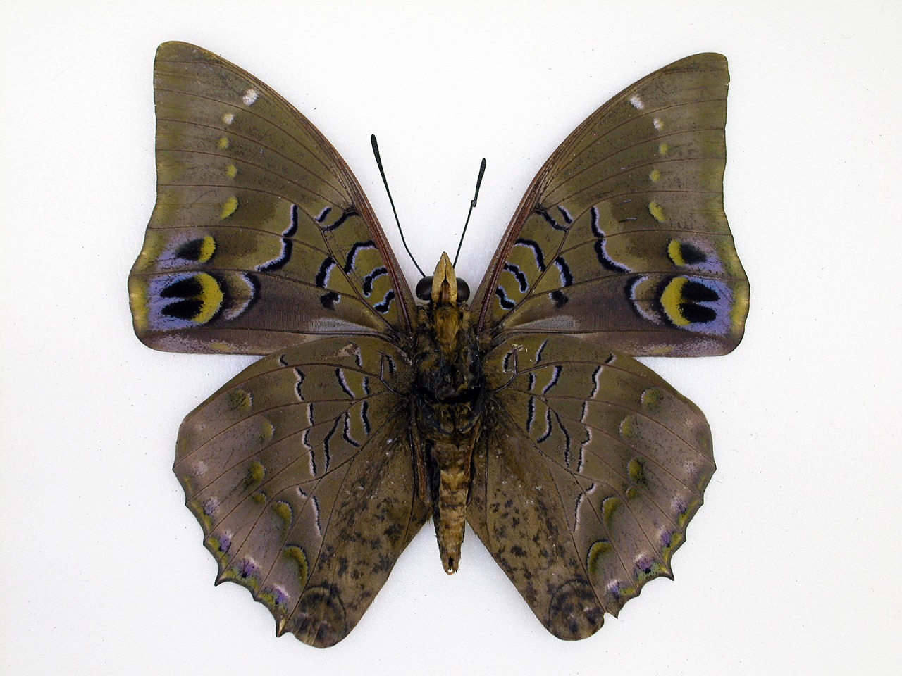 https://www.hitohaku.jp/material/l-material/butterfly-wing/4-polyura-eudamippus/af-0484-2.jpg