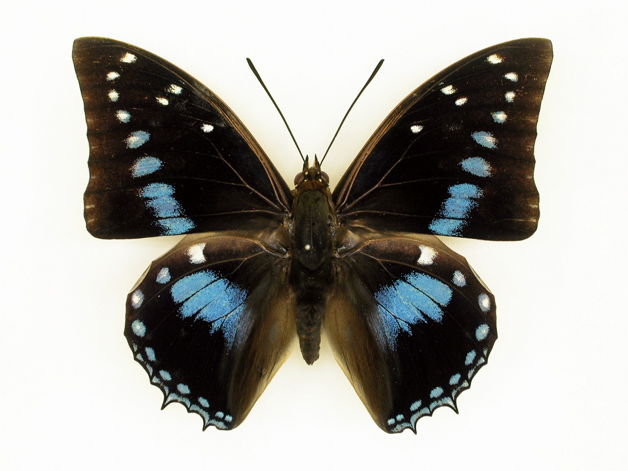https://www.hitohaku.jp/material/l-material/butterfly-wing/4-polyura-eudamippus/af-0523.jpg