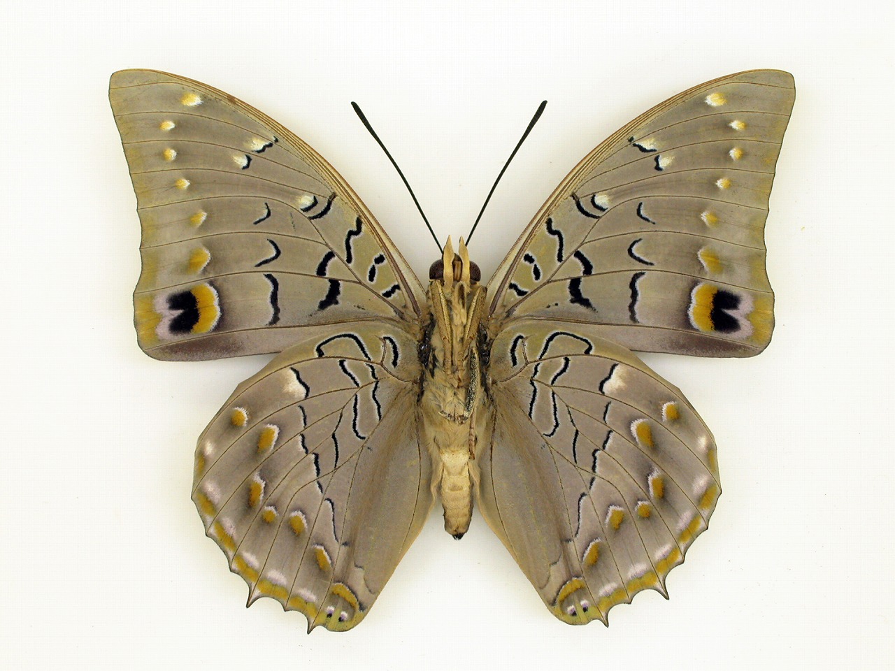 https://www.hitohaku.jp/material/l-material/butterfly-wing/4-polyura-eudamippus/af-0524.jpg