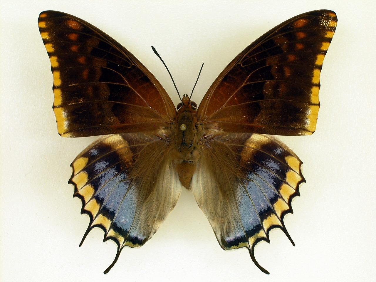 https://www.hitohaku.jp/material/l-material/butterfly-wing/4-polyura-eudamippus/af-0658-5.jpg