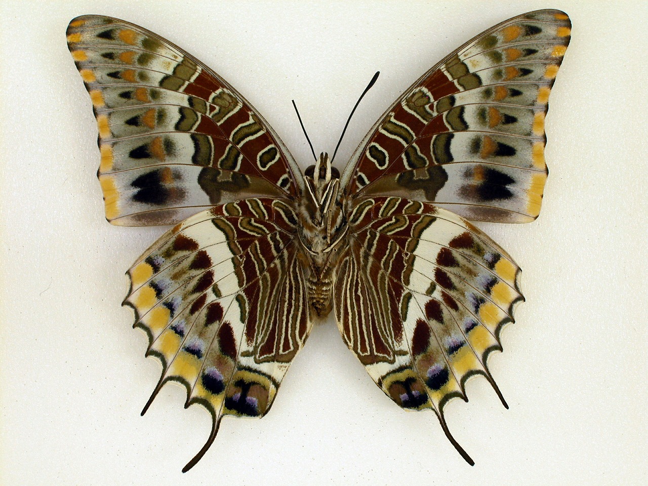 https://www.hitohaku.jp/material/l-material/butterfly-wing/4-polyura-eudamippus/af-0658-6.jpg