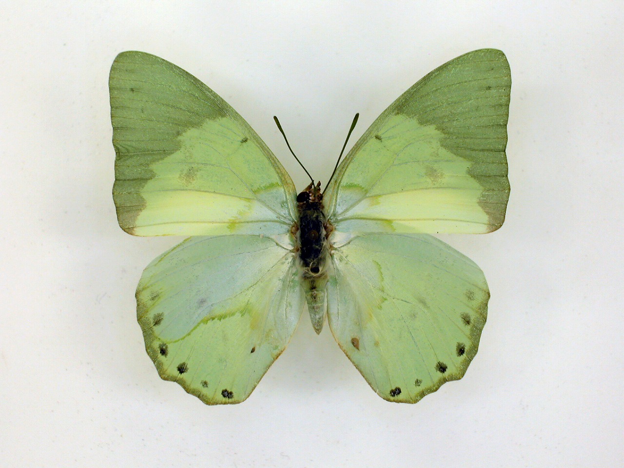 https://www.hitohaku.jp/material/l-material/butterfly-wing/4-polyura-eudamippus/af-0665.jpg