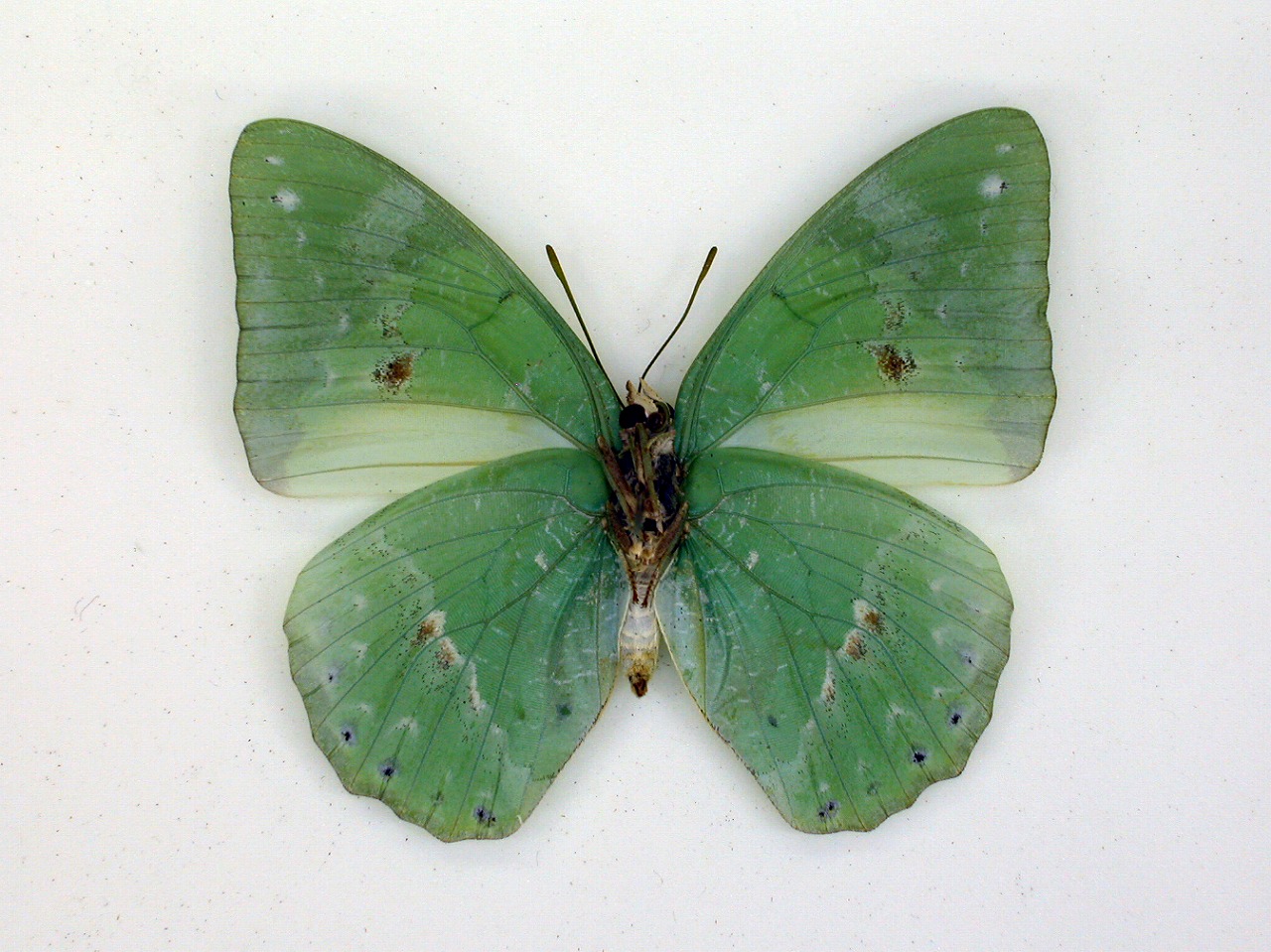 https://www.hitohaku.jp/material/l-material/butterfly-wing/4-polyura-eudamippus/af-0666.jpg