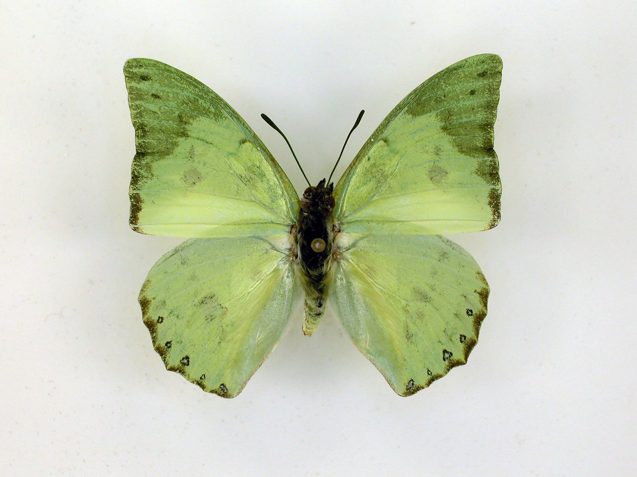 https://www.hitohaku.jp/material/l-material/butterfly-wing/4-polyura-eudamippus/af-0679.jpg