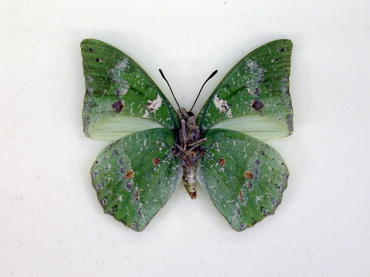 https://www.hitohaku.jp/material/l-material/butterfly-wing/4-polyura-eudamippus/af-0680.jpg