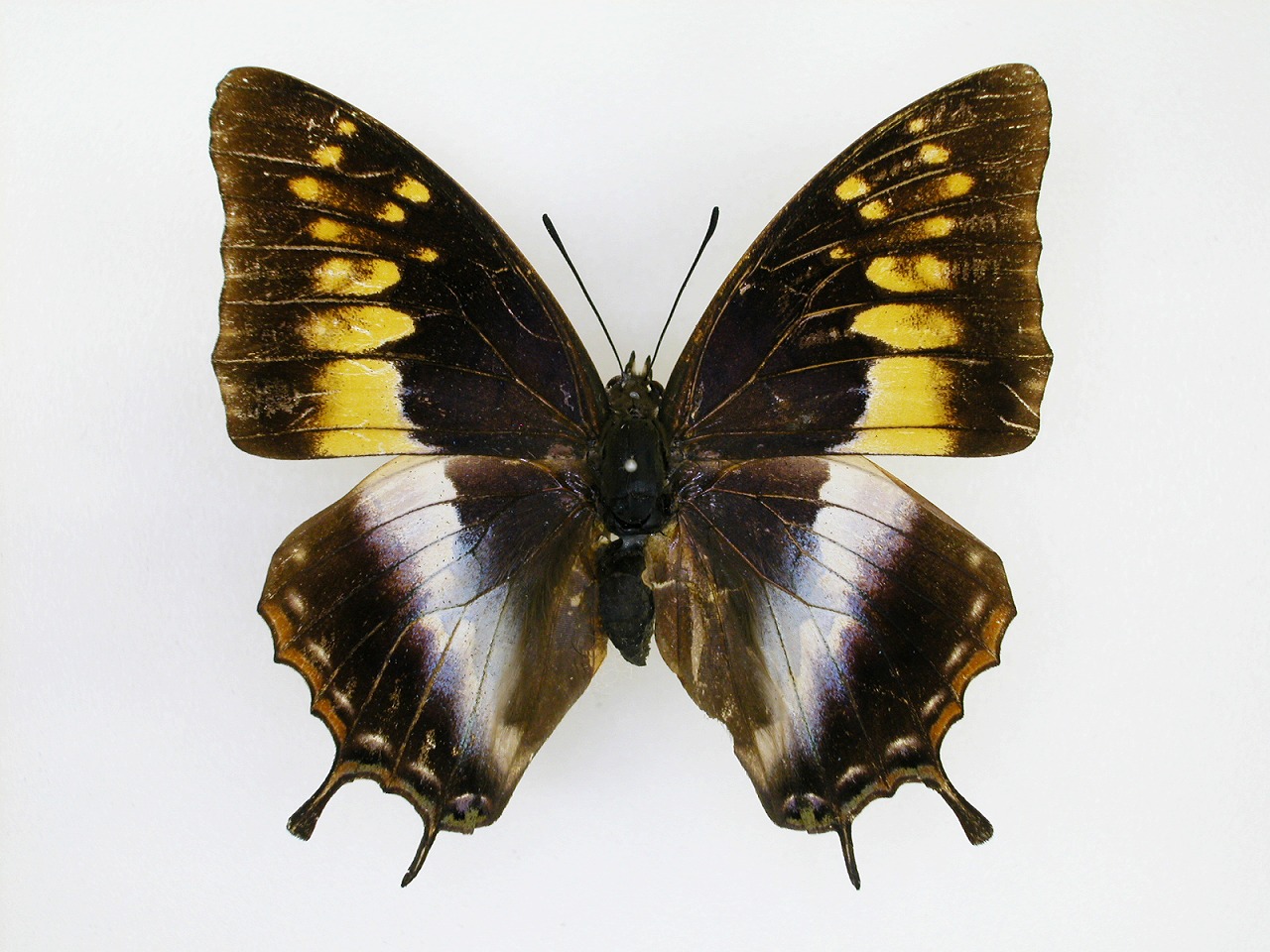 https://www.hitohaku.jp/material/l-material/butterfly-wing/4-polyura-eudamippus/af-0816-1.jpg