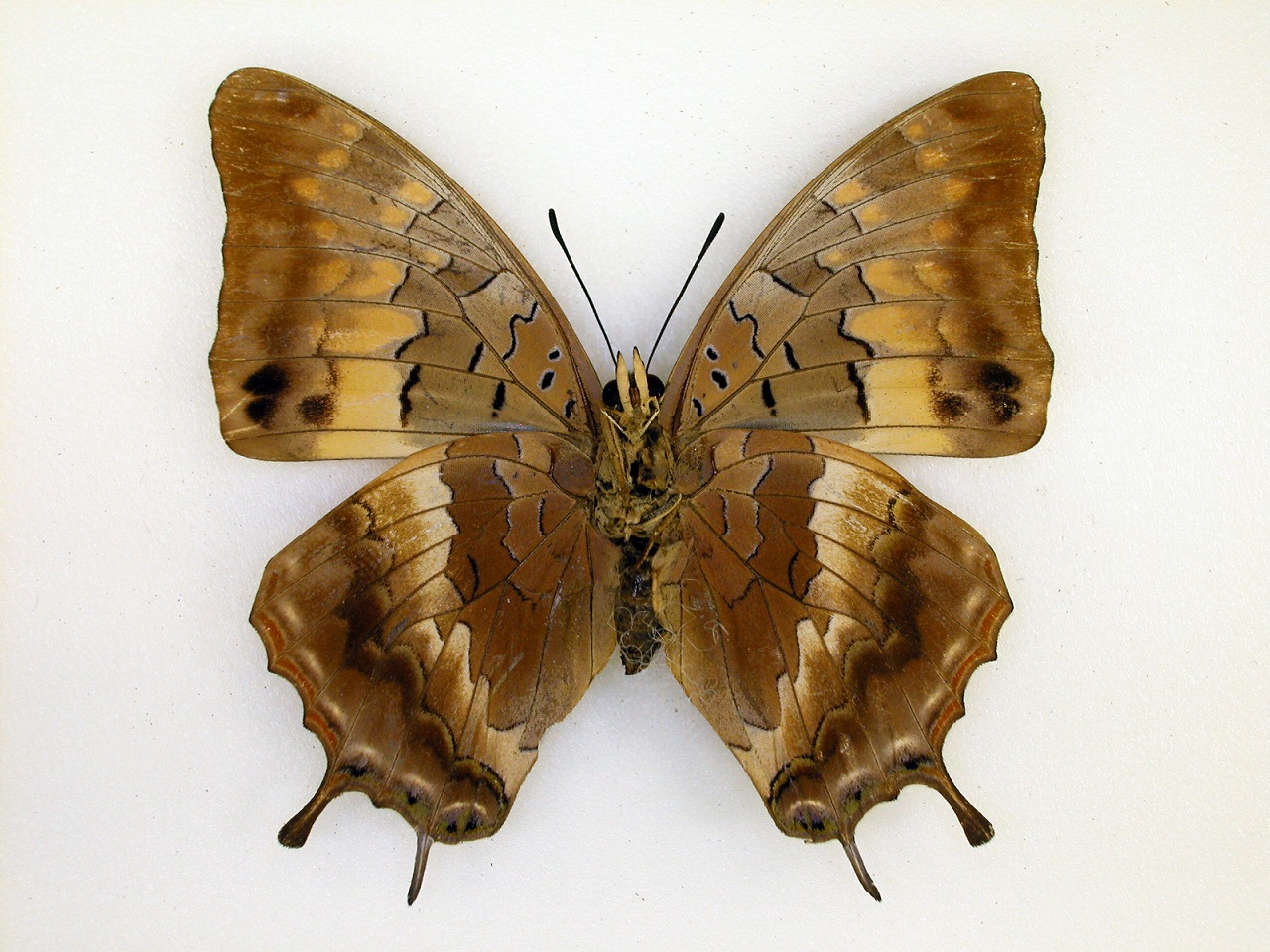 https://www.hitohaku.jp/material/l-material/butterfly-wing/4-polyura-eudamippus/af-0816-2.jpg