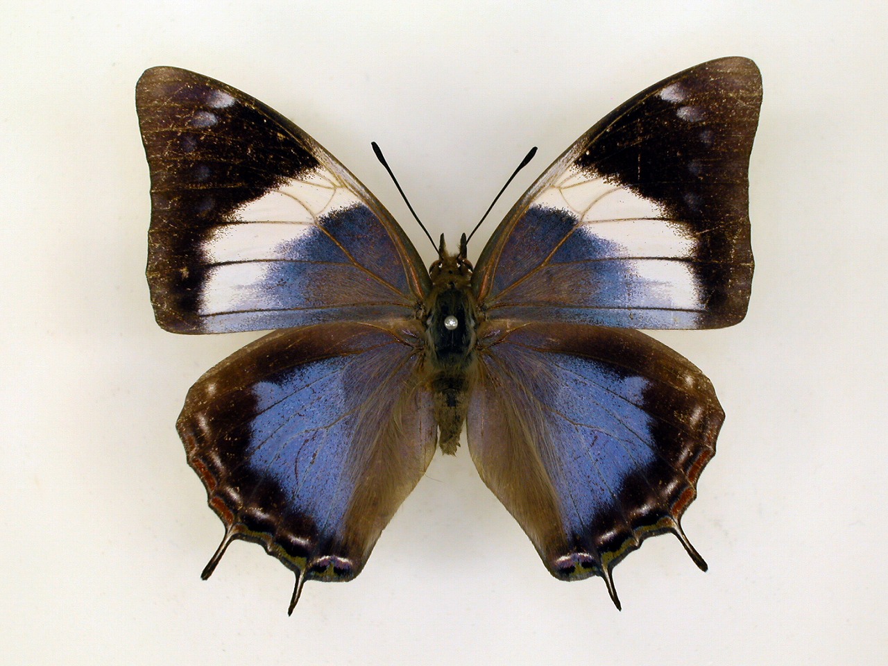 https://www.hitohaku.jp/material/l-material/butterfly-wing/4-polyura-eudamippus/af-0847.jpg