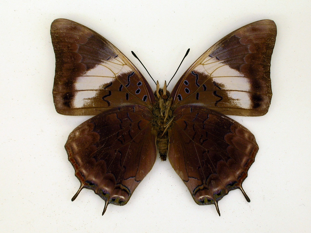 https://www.hitohaku.jp/material/l-material/butterfly-wing/4-polyura-eudamippus/af-0848.jpg