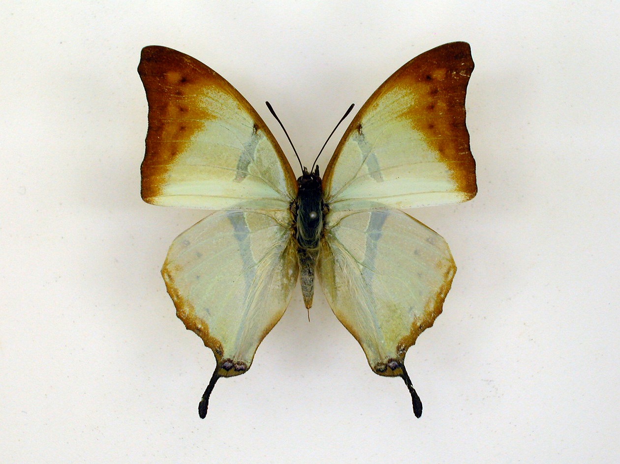 https://www.hitohaku.jp/material/l-material/butterfly-wing/4-polyura-eudamippus/af-0953.jpg