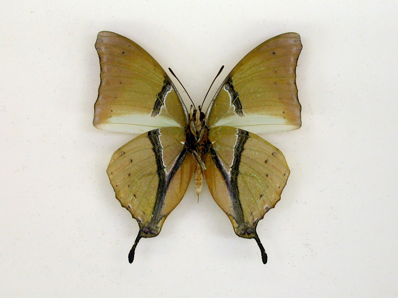https://www.hitohaku.jp/material/l-material/butterfly-wing/4-polyura-eudamippus/af-0954.jpg