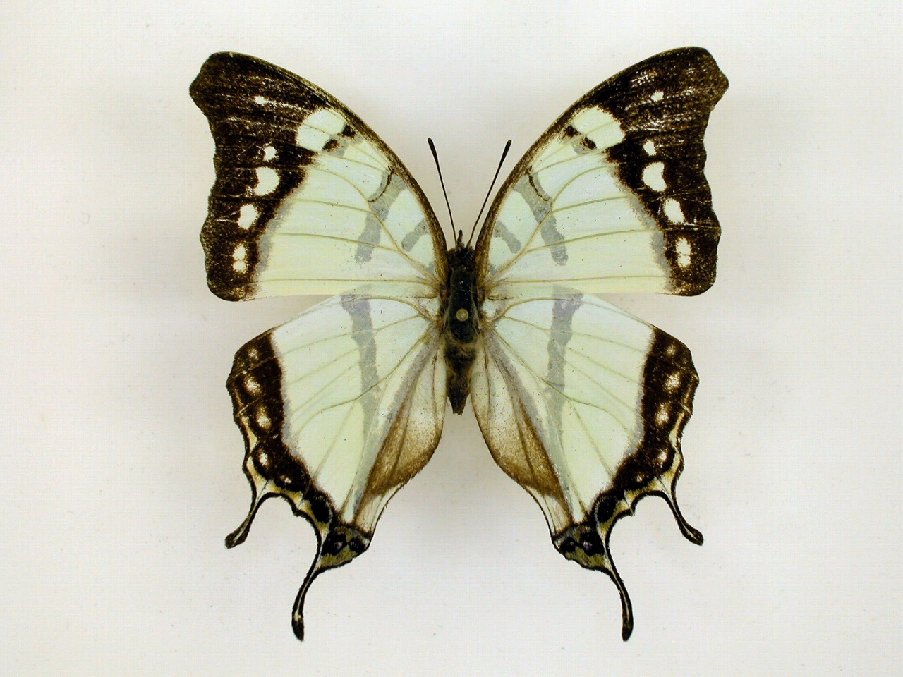 https://www.hitohaku.jp/material/l-material/butterfly-wing/4-polyura-eudamippus/af-0959.jpg
