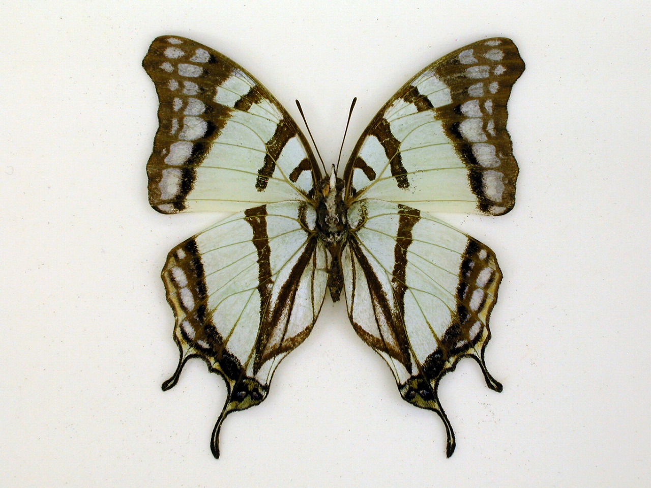 https://www.hitohaku.jp/material/l-material/butterfly-wing/4-polyura-eudamippus/af-0960.jpg