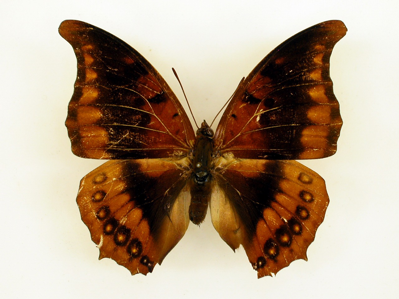 https://www.hitohaku.jp/material/l-material/butterfly-wing/4-polyura-eudamippus/af-0979.jpg