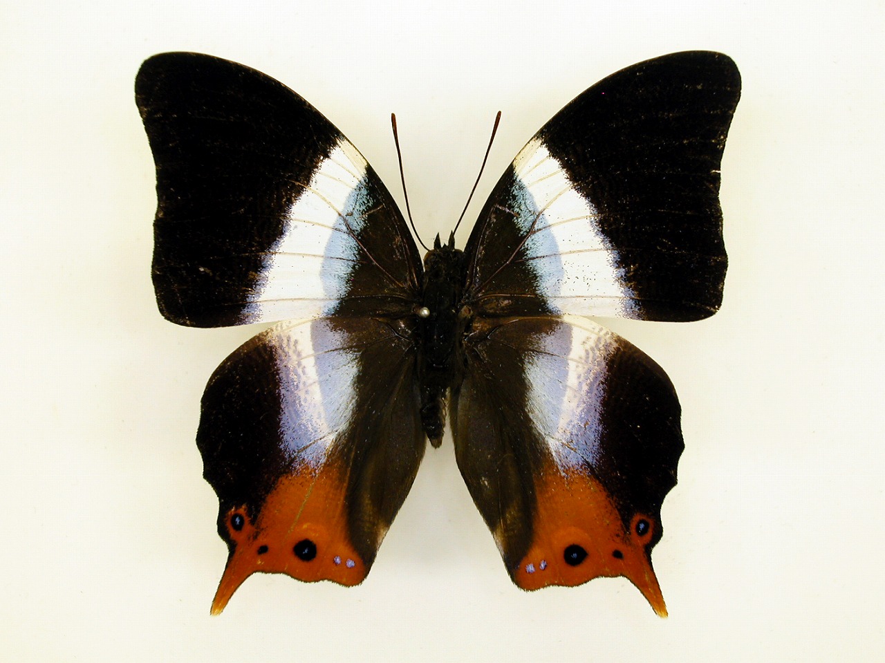 https://www.hitohaku.jp/material/l-material/butterfly-wing/4-polyura-eudamippus/af-1029.jpg