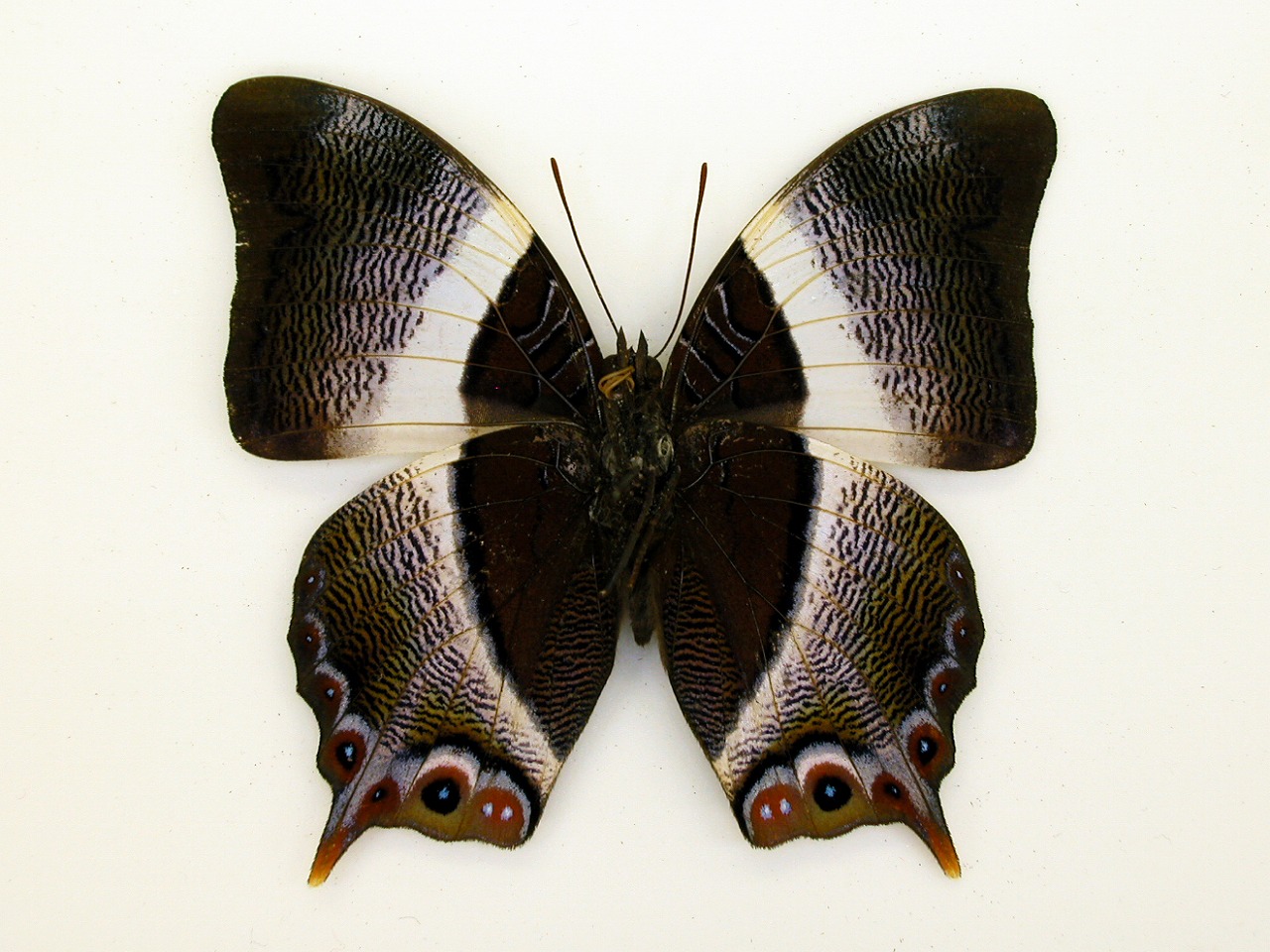 https://www.hitohaku.jp/material/l-material/butterfly-wing/4-polyura-eudamippus/af-1030.jpg