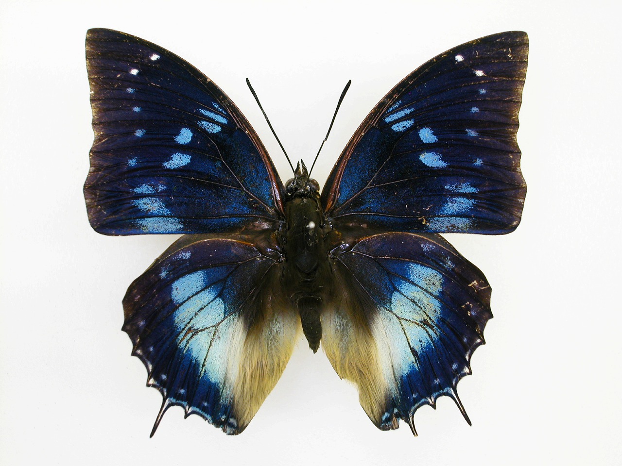 https://www.hitohaku.jp/material/l-material/butterfly-wing/4-polyura-eudamippus/af-1079.jpg