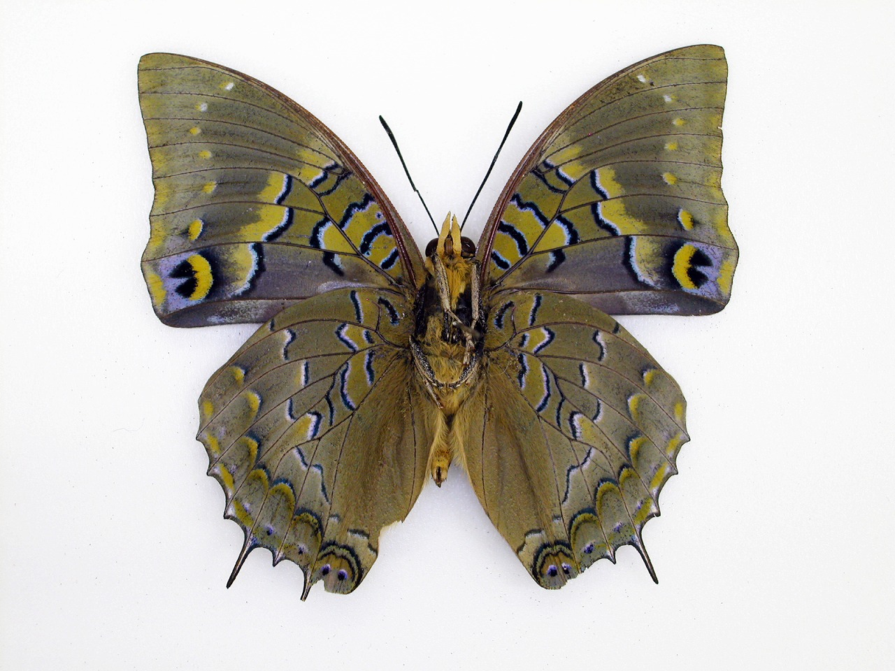 https://www.hitohaku.jp/material/l-material/butterfly-wing/4-polyura-eudamippus/af-1080.jpg