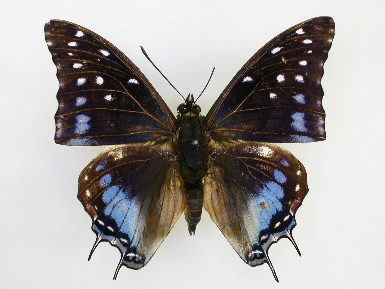https://www.hitohaku.jp/material/l-material/butterfly-wing/4-polyura-eudamippus/af-1083.jpg