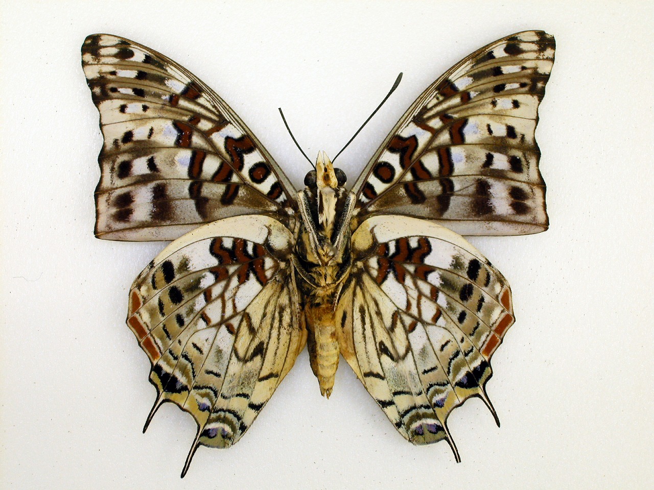 https://www.hitohaku.jp/material/l-material/butterfly-wing/4-polyura-eudamippus/af-1084.jpg