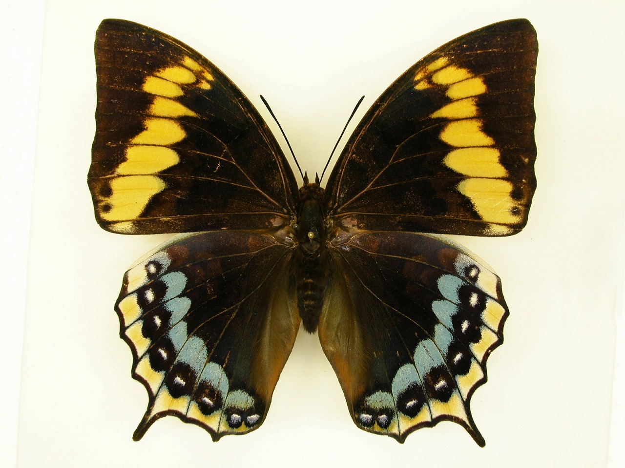 https://www.hitohaku.jp/material/l-material/butterfly-wing/4-polyura-eudamippus/as-0347.jpg