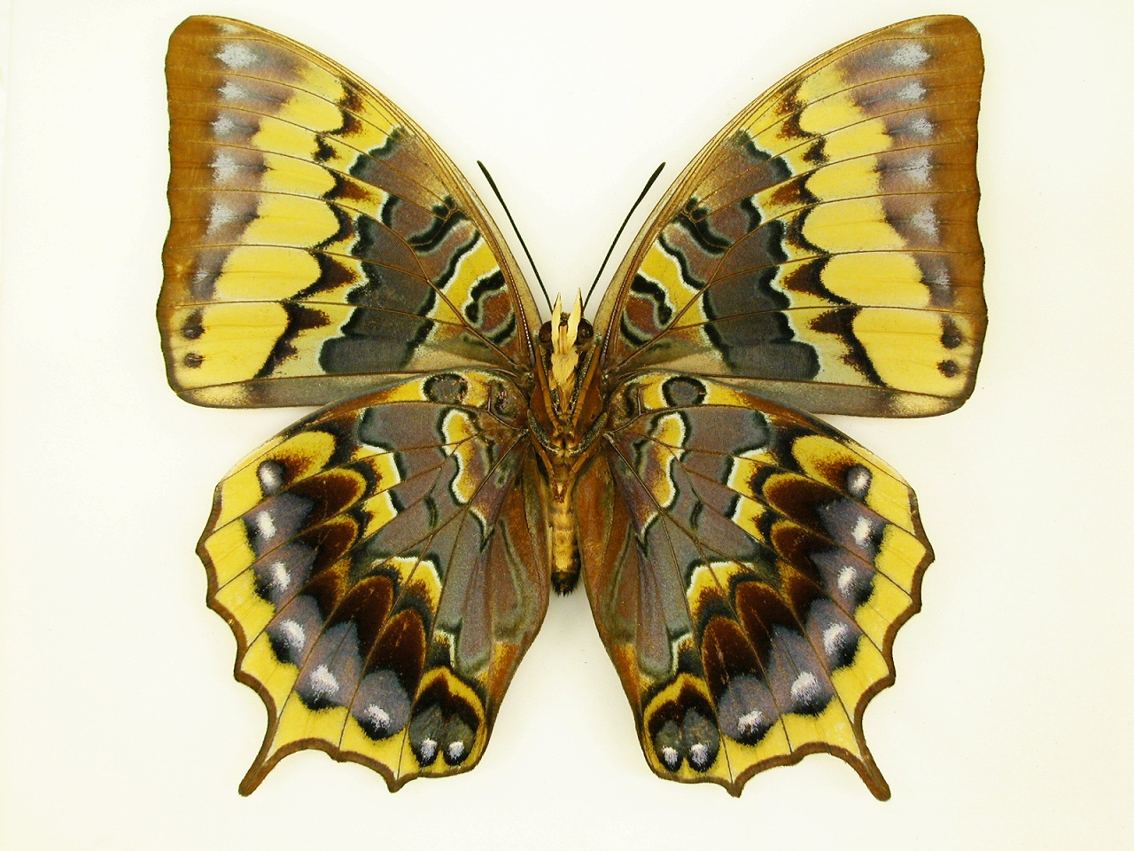 https://www.hitohaku.jp/material/l-material/butterfly-wing/4-polyura-eudamippus/as-0348.jpg