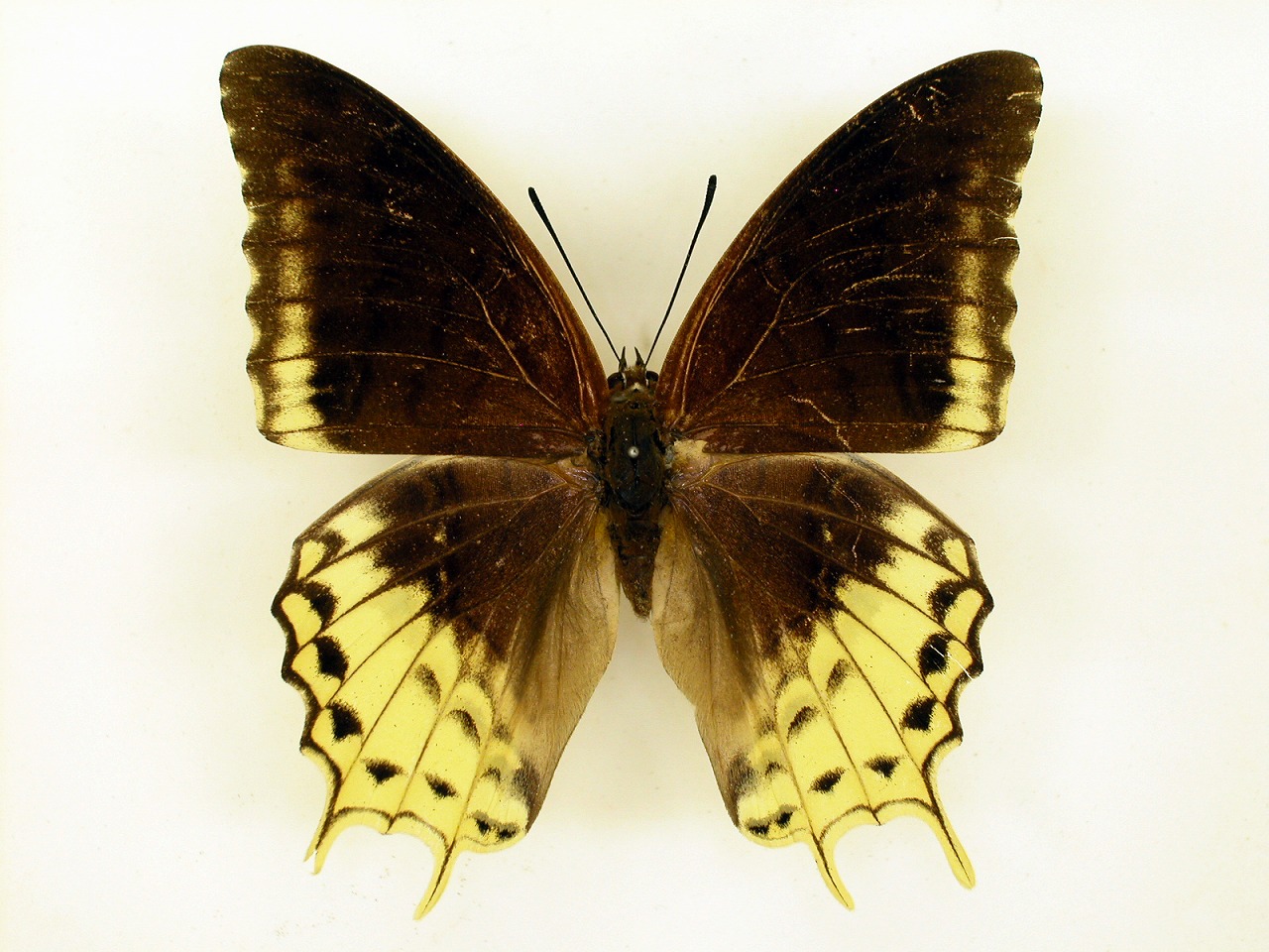 https://www.hitohaku.jp/material/l-material/butterfly-wing/4-polyura-eudamippus/as-0375.jpg