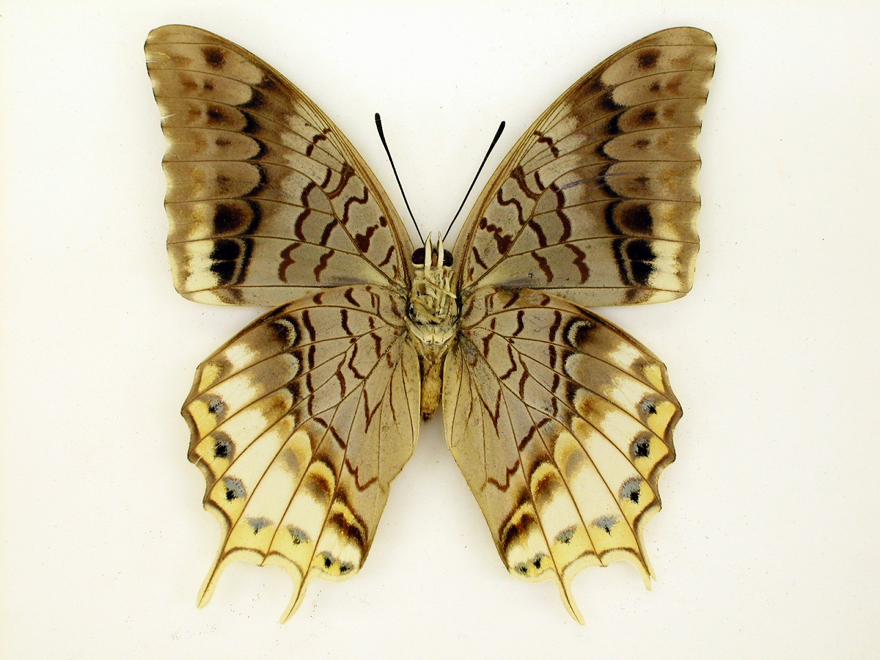 https://www.hitohaku.jp/material/l-material/butterfly-wing/4-polyura-eudamippus/as-0376.jpg