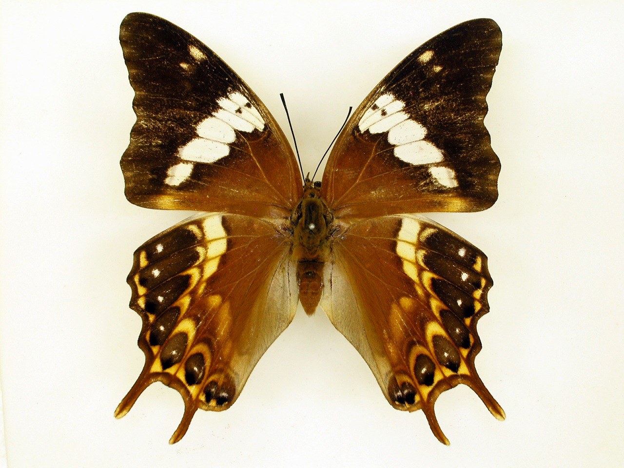 https://www.hitohaku.jp/material/l-material/butterfly-wing/4-polyura-eudamippus/as-0389.jpg