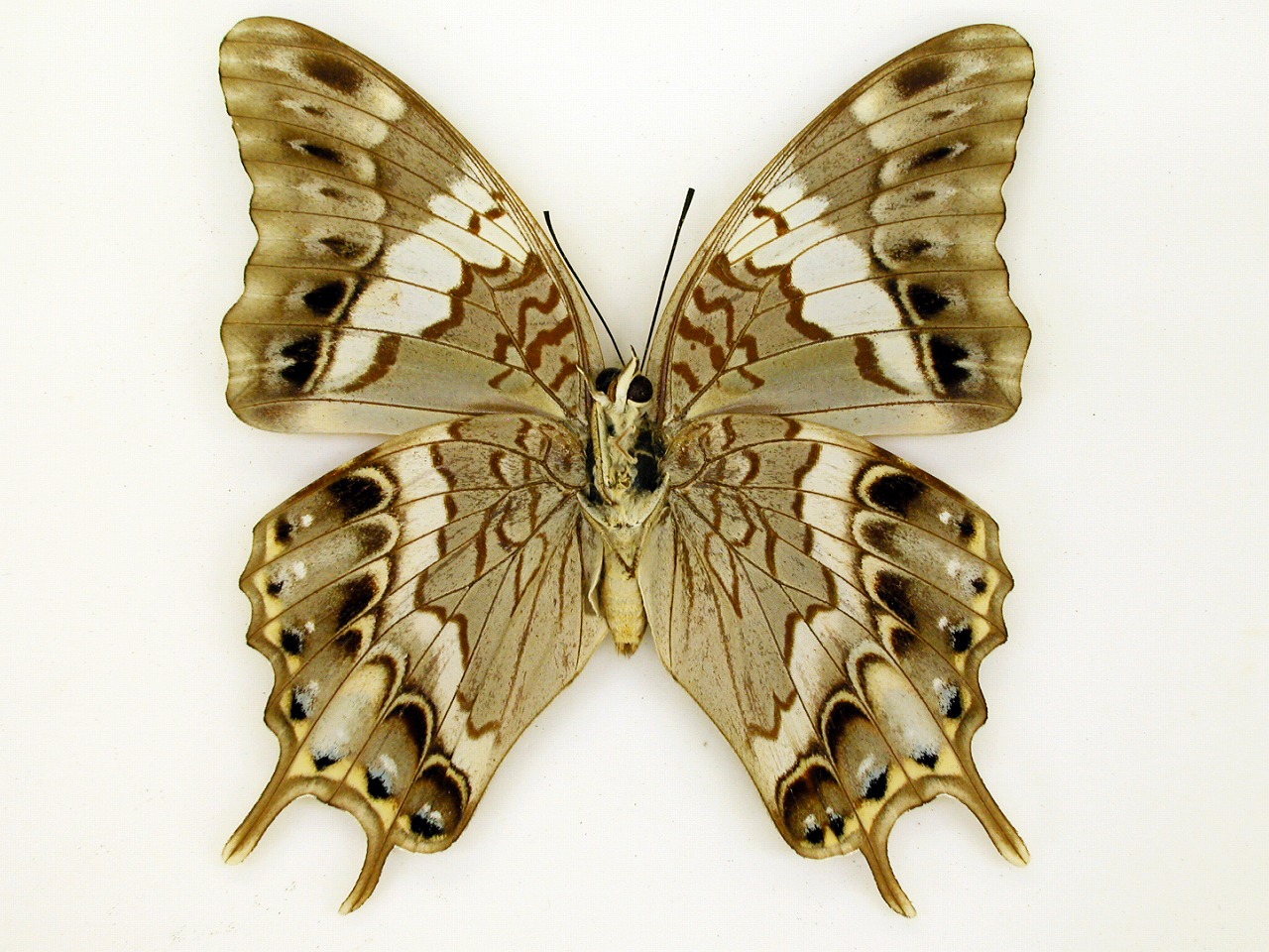 https://www.hitohaku.jp/material/l-material/butterfly-wing/4-polyura-eudamippus/as-0390.jpg