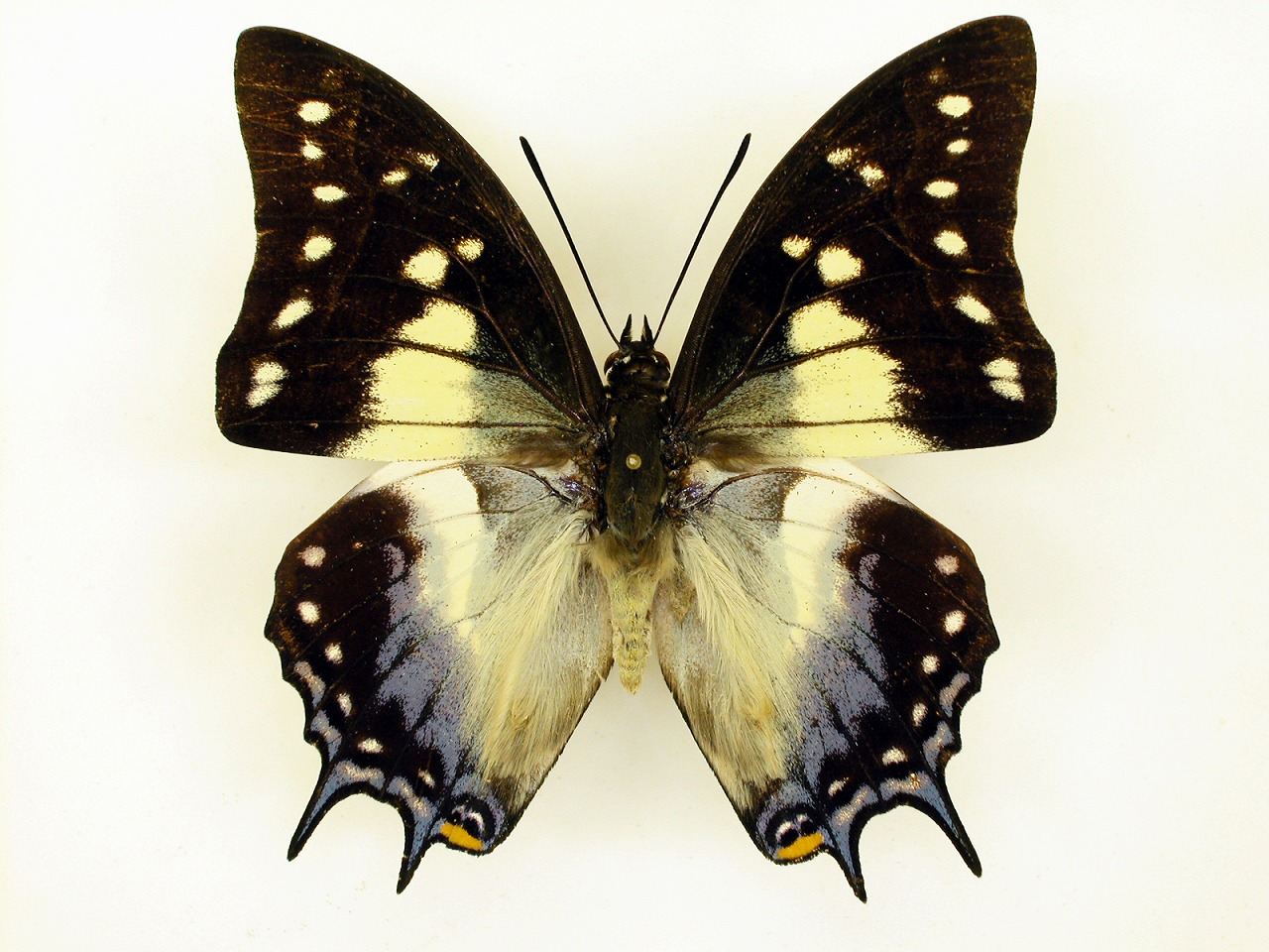 https://www.hitohaku.jp/material/l-material/butterfly-wing/4-polyura-eudamippus/as-0399.jpg