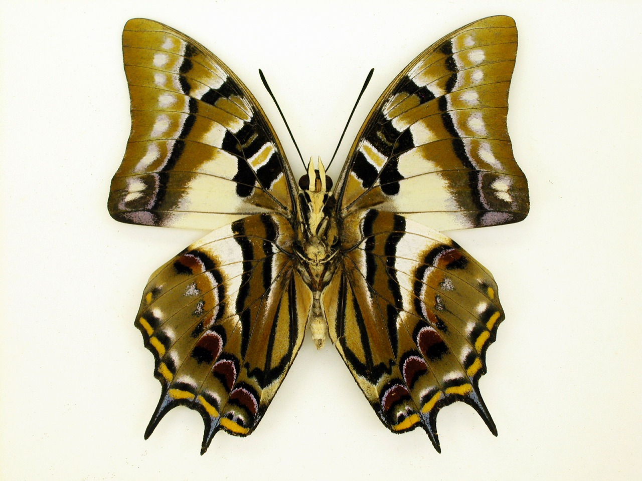 https://www.hitohaku.jp/material/l-material/butterfly-wing/4-polyura-eudamippus/as-0400.jpg